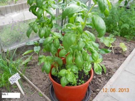 tuintips van Velt Wichelen : basilicum
