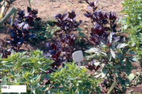 tuintips van Velt Wichelen : basilicum