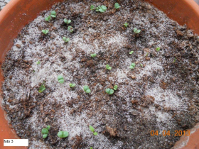 tuintips van Velt Wichelen : basilicum