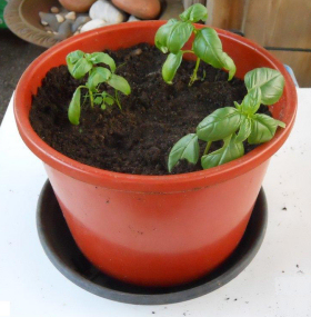 tuintips van Velt Wichelen : basilicum