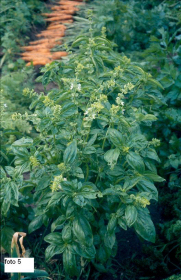 tuintips van Velt Wichelen : basilicum