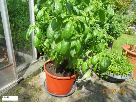 tuintips van Velt Wichelen : basilicum