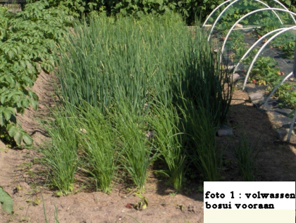 tuintips van Velt Wichelen : bosui
