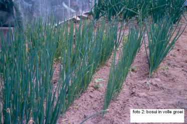 tuintips van Velt Wichelen : bosui