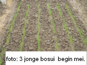 tuintips van Velt Wichelen : bosui