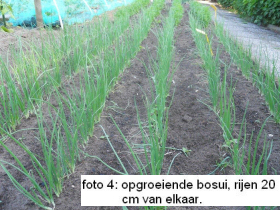 tuintips van Velt Wichelen : bosui
