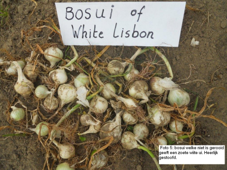 tuintips van Velt Wichelen : bosui