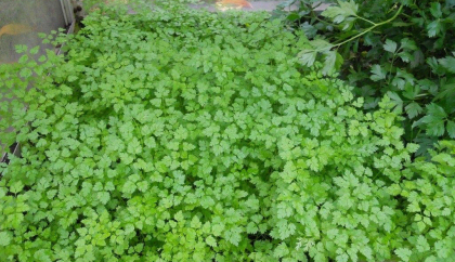 tuintips van Velt Wichelen : kervel
