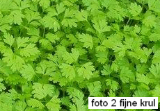 tuintips van Velt Wichelen : kervel