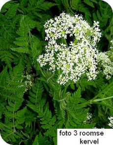 tuintips van Velt Wichelen : kervel
