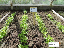 tuintips van Velt Wichelen : kervel
