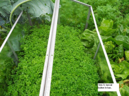 tuintips van Velt Wichelen : kervel