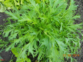 tuintips van Velt Wichelen: mizuna
