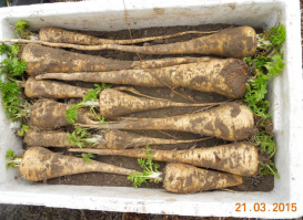tuintips van Velt Wichelen : pastinaak