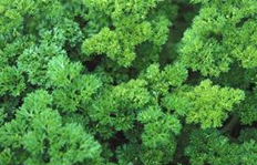tuintips van Velt Wichelen : krulpeterselie