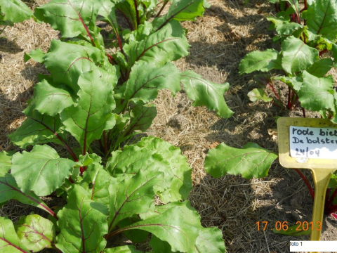 tuintips van Velt Wichelen : rode biet