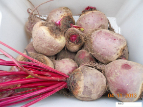 tuintips van Velt Wichelen : rode biet