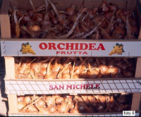 tuintips van Velt Wichelen : sjalotten