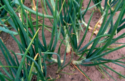 tuintips van Velt Wichelen: sjalotten