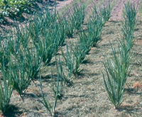 tuintips van Velt Wichelen : sjalotten