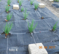 tuintips van Velt Wichelen : sjalotten