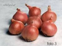 tuintips van Velt Wichelen : sjalotten