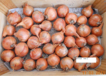 tuintips van Velt Wichelen : sjalotten