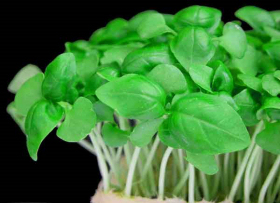 tuintips van Velt Wichelen: tuinkers