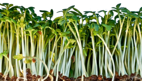 tuintips van Velt Wichelen : tuinkers