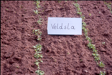 tuintips van Velt Wichelen : veldsla