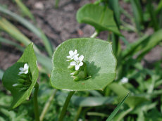 tuintips van Velt Wichelen: winterpostelein