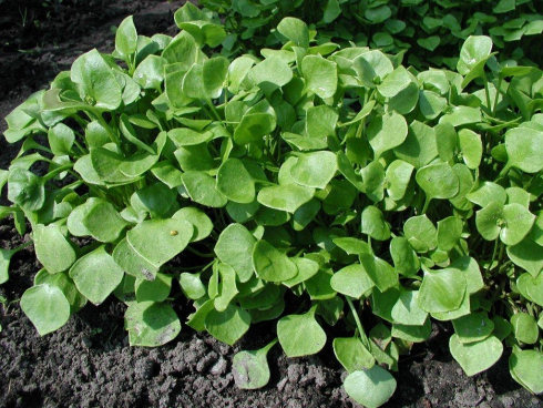 tuintips van Velt Wichelen : winterpostelein
