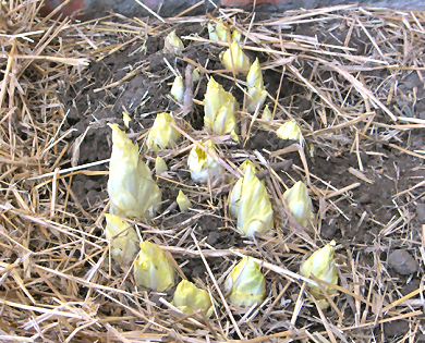 tuintips van Velt Wichelen : witloof