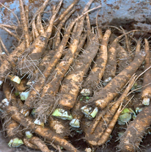 tuintips van Velt Wichelen : witloof
