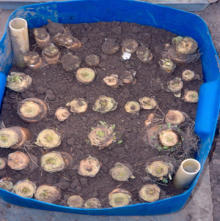 tuintips van Velt Wichelen : witloof