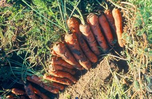 tuintips van Velt wichelen : wortelen